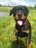 Photo №4. Je vais vendre rottweiler en ville de Rezekne. éleveur - prix - 700€