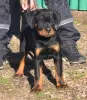 Photo №3. Rottweiler, meilleurs chiots. Serbie