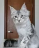 Photo №1. maine coon - à vendre en ville de Гриндельвальд | Gratuit | Annonce № 129223