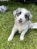 Photo №1. border collie - à vendre en ville de Destin | 189€ | Annonce №64141