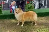 Photos supplémentaires: Chiots Sheltie à vendre