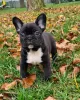 Photo №1. bouledogue - à vendre en ville de Bielefeld | 404€ | Annonce №128239