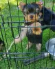 Photo №2 de l'annonce № 10841 de la vente yorkshire terrier - acheter à Fédération de Russie annonce privée