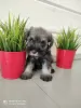 Photo №2 de l'annonce № 10425 de la vente schnauzer miniature - acheter à Fédération de Russie éleveur