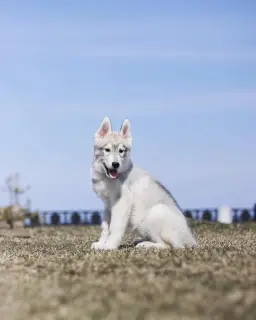 Photo №3. Chiots Husky Sibériens de race pure. Fédération de Russie