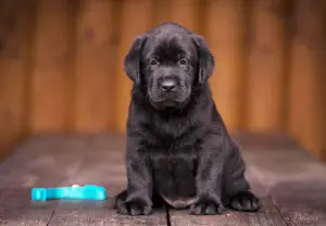 Photo №3. Kennel FCI, Labrador Chiots. Ukraine