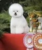 Photo №1. bichon à poil frisé - à vendre en ville de Санни-Айлс-Бич | 4808€ | Annonce №27776