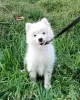 Photos supplémentaires: Chiots Spitz japonais