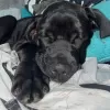 Photo №2 de l'annonce № 78807 de la vente cane corso - acheter à Hongrie annonce privée