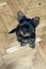 Photo №1. yorkshire terrier - à vendre en ville de Kruševac | 450€ | Annonce №110849