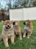 Photo №4. Je vais vendre shiba en ville de Jakovo. éleveur - prix - 700€