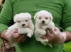 Photo №1. bichon maltais - à vendre en ville de Paris | négocié | Annonce №40422