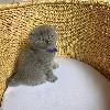 Photo №3. Chatons British Shorthair pour les nouvelles maisons.. Suède