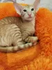 Photo №2 de l'annonce № 127670 de la vente oriental shorthair - acheter à Belgique annonce privée, éleveur