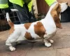 Photo №2 de l'annonce № 18610 de la vente basset hound - acheter à Norvège annonce privée