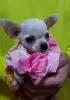 Photo №1. chihuahua - à vendre en ville de Belgrade | Gratuit | Annonce №80310