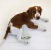 Photo №2 de l'annonce № 94426 de la vente welsh springer spaniel - acheter à Lituanie annonce privée