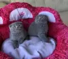 Photo №1. scottish fold - à vendre en ville de Berlin | négocié | Annonce № 128808