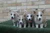 Photos supplémentaires: Chiots Welsh Corgi Pembroke