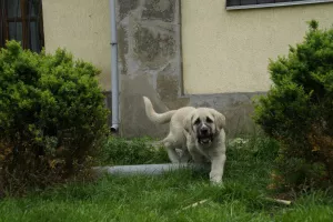 Photos supplémentaires: Chiots de dogue espagnol