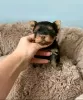 Photo №2 de l'annonce № 129007 de la vente yorkshire terrier - acheter à Espagne éleveur