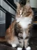 Photo №1. maine coon - à vendre en ville de Амстердам | 450€ | Annonce № 75889