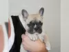 Photo №1. bouledogue - à vendre en ville de Интерлакен | Gratuit | Annonce №129265