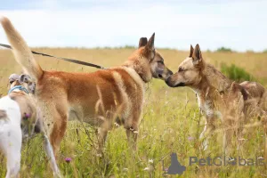 Photos supplémentaires: Chien bien élevé et confortable pour la vie