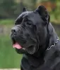 Photos supplémentaires: Cane Corso super chiots pedigree FCI