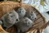 Photo №1. scottish fold - à vendre en ville de Forssa | Gratuit | Annonce № 128439