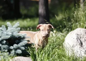 Photo №4. Je vais vendre american pit bull terrier en ville de Saint-Pétersbourg. de la fourrière, éleveur - prix - 859€