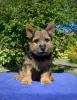 Photo №2 de l'annonce № 13186 de la vente norwich terrier - acheter à Fédération de Russie annonce privée