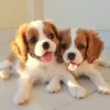 Photo №1. cavalier king charles spaniel - à vendre en ville de Passau | Gratuit | Annonce №129940