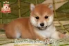 Photo №1. shiba - à vendre en ville de Khmelnitsky | négocié | Annonce №73351