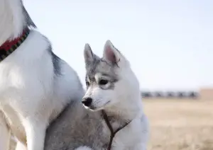 Photos supplémentaires: Chiots Husky Sibériens de race pure