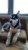 Photo №1. husky de sibérie - à vendre en ville de Kherson | 200€ | Annonce №8521