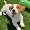 Photo №1. jack russell terrier - à vendre en ville de Helsinki | 450€ | Annonce №130422