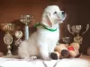 Photo №1. golden retriever - à vendre en ville de Tomsk | 465€ | Annonce №10877