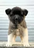 Photos supplémentaires: Akita américain, TOP chiots