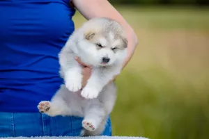 Photo №3. Chiots Malamute. Fédération de Russie