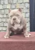 Photo №2 de l'annonce № 76553 de la vente american bully - acheter à Serbie 