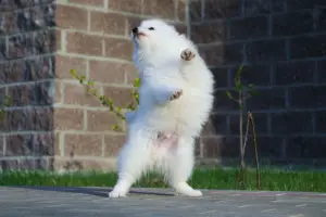 Photos supplémentaires: Spitz Japonais Les garçons