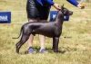 Photos supplémentaires: Chiots Xoloitzcuintle (chien sans poils mexicain)