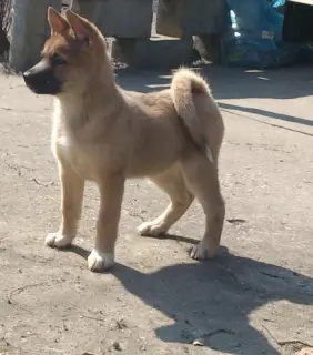 Photo №1. akita américain, berger de l'est de l'europe - à vendre en ville de Lipetsk | 42€ | Annonce №4150