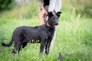 Photo №2 de l'annonce № 7372 de la vente chien bâtard - acheter à Fédération de Russie annonce privée