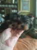 Photo №3. Yorkshire Terrier. Turquie