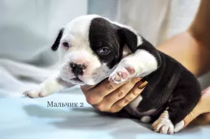 Photo №1. american bully - à vendre en ville de Donetsk | 1385€ | Annonce №6273