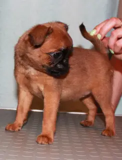 Photos supplémentaires: Les chiots Griffon et Petit-Brabancon de couleur rouge attendent les meilleurs