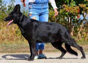 Photos supplémentaires: Berger allemand, femelle, date de naissance 19.11, métrique KSU, passeport