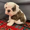 Photo №1. bulldog anglais - à vendre en ville de Lyon | 550€ | Annonce №11439